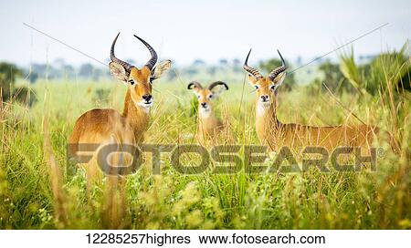 Stock Photograph - Antelope, Murchison Falls National Park; Uganda. Fotosearch