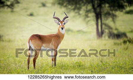 Antelope, Murchison Falls National Park; Uganda View Large Photo Image Stock Photograph - Antelope, Murchison Falls National Park; Uganda. Fotosearch