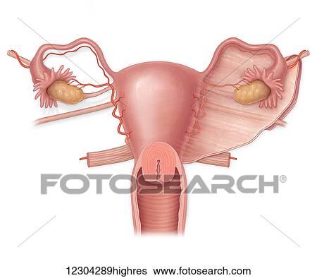 Anterior view of a normal uterus with ovaries, fallopian tubes, and broad ligament View Large Photo Image Stock Photograph - Anterior view of a normal uterus with ovaries, fallopian tubes, and broad ligament. Fotosearch