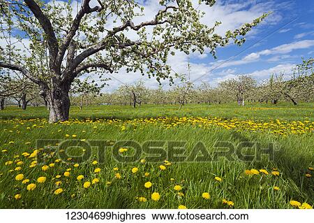 Apple blossom field in spring in the Monteregie region; Quebec, Canada View Large Photo Image Stock Photograph - Apple blossom field in spring in the Monteregie region; Quebec, Canada. Fotosearch