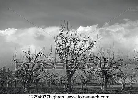 Apple orchard in autumn; Ontario, Canada View Large Photo Image Stock Photograph - Apple orchard in autumn; Ontario, Canada. Fotosearch
