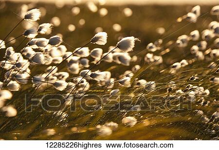 Arctic Cotton (Eriophorum callitrix); Alaska, United States of America View Large Photo Image Stock Photograph - Arctic Cotton (Eriophorum callitrix); Alaska, United States of America. Fotosearch