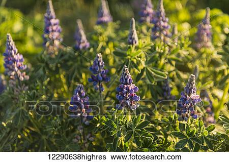 Arctic lupine in morning light at Kukak Bay, Katmai National Park & Preserve, Alaska. View Large Photo Image Stock Photograph - Arctic lupine in morning light at Kukak Bay, Katmai National Park & Preserve, Alaska.. Fotosearch