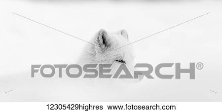 Stock Photograph - Arctic wolf (Canis lupus arctos) during a snow storm; Montebello, Quebec, Canada. Fotosearch