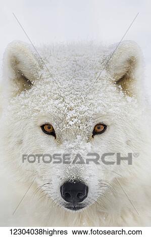 Stock Photograph - Arctic wolf (Canis lupus arctos) portrait; Montebello, Quebec, Canada. Fotosearch
