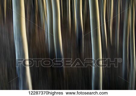 Stock Photograph - Artistic view of aspen trees using a vertical panning technique; Carcross, Yukon, Canada. Fotosearch
