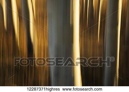 Stock Photograph - Artistic view of aspen trees using a vertical panning technique; Carcross, Yukon, Canada. Fotosearch