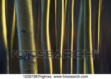 Artistic view of aspen trees using a vertical panning technique; Carcross, Yukon, Canada View Large Photo Image Stock Photograph - Artistic view of aspen trees using a vertical panning technique; Carcross, Yukon, Canada. Fotosearch