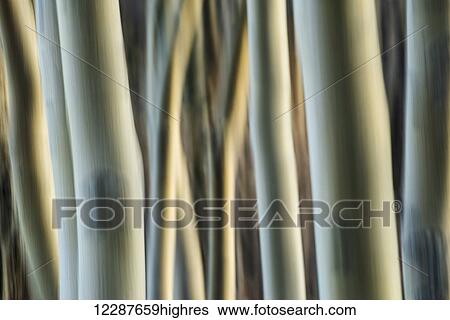 Stock Photograph - Artistic view of aspen trees using a vertical panning technique; Carcross, Yukon, Canada. Fotosearch
