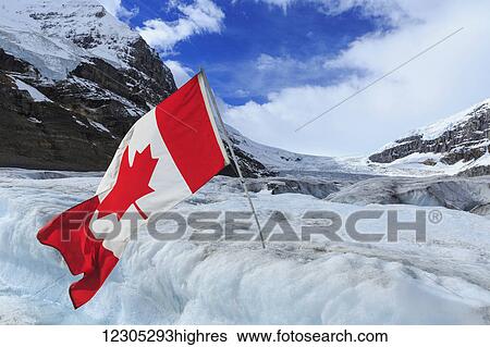 Athabasca glacier and Canadian flag off Columbia Icefields, Jasper National Park; Alberta, Canada View Large Photo Image Stock Photograph - Athabasca glacier and Canadian flag off Columbia Icefields, Jasper National Park; Alberta, Canada. Fotosearch