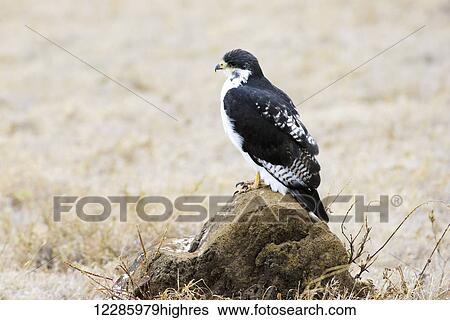 Augur Buzzard (Buteo augur) perched on rock, Ngorongoro Crater; Tanzania View Large Photo Image Stock Photograph - Augur Buzzard (Buteo augur) perched on rock, Ngorongoro Crater; Tanzania. Fotosearch