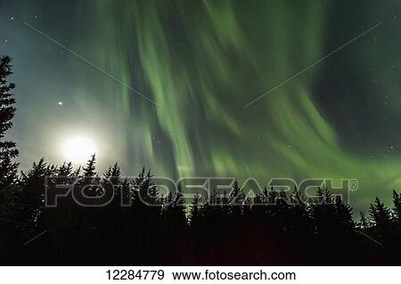 Stock Photo - Aurora Borealis, Northern Lights, Tongass National Forest; Alaska, United States of America. Fotosearch