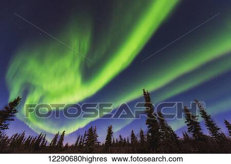 Stock Photograph - Aurora borealis over spruce trees in the Northwest Arctic of Alaska.. Fotosearch