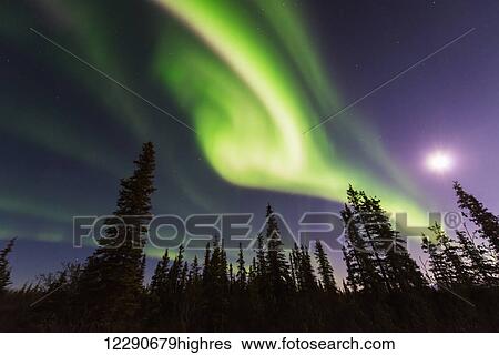 Stock Photograph - Aurora borealis over spruce trees with a full moon in the Northwest Arctic of Alaska.. Fotosearch