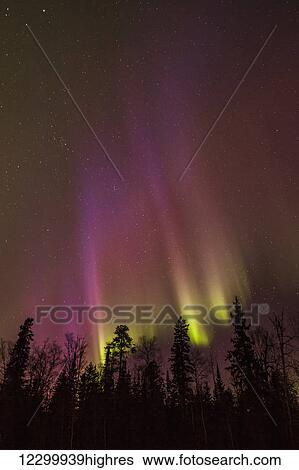 Stock Photograph - Aurora borealis over trees; Thunder Bay, Ontario, Canada. Fotosearch