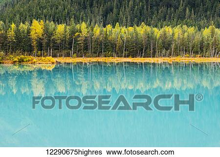 Autumn colors of Birch trees reflect in the turquoise glacial pond, Portage Valley, Chugach National Forest, Southcentral Alaska View Large Photo Image Stock Photograph - Autumn colors of Birch trees reflect in the turquoise glacial pond, Portage Valley, Chugach National Forest, Southcentral Alaska. Fotosearch