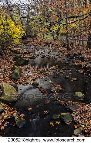 Stock Photograph - Autumn coloured foliage around a stream near Clove Lake, Cloves Lake Park; Staten Island, New York, United States of America. Fotosearch