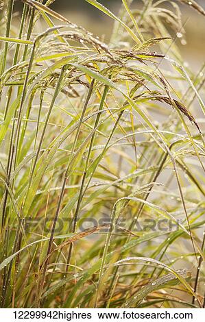 Autumn coloured grass covered with dew; Thunder Bay, Ontario, Canada View Large Photo Image Stock Photograph - Autumn coloured grass covered with dew; Thunder Bay, Ontario, Canada. Fotosearch