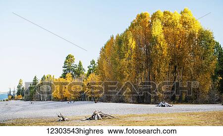 Stock Photograph - Autumn coloured trees against a blue sky; United States of America. Fotosearch