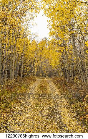 Stock Photograph - Autumn scenic of a dirt road covered in fallen fall colored Aspen leaves, Yukon Territory, Canada. Fotosearch