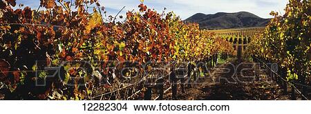 Autumn view between rows of grapevines in Santa Ynez Valley with more rows on a rolling hillside and mountains beyond; Lompoc, California, United States of America View Large Photo Image Picture - Autumn view between rows of grapevines in Santa Ynez Valley with more rows on a rolling hillside and mountains beyond; Lompoc, California, United States of America. Fotosearch