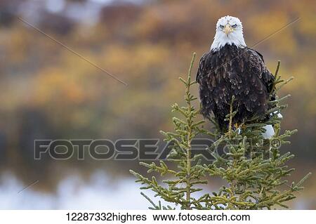 Stock Photograph - Bald Eagle (Haliaeetus leucocephalus) sitting on a tree along the Dempster Highway; Yukon, Canada. Fotosearch