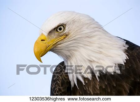 Bald eagle (Haliaeetus leucocephalus) with a blue sky background; United States of America View Large Photo Image Stock Photograph - Bald eagle (Haliaeetus leucocephalus) with a blue sky background; United States of America. Fotosearch