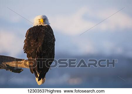 Stock Photograph - Bald eagle (Haliaeetus leucocephalus) perched on the end of a branch; Alaska, United States of America. Fotosearch