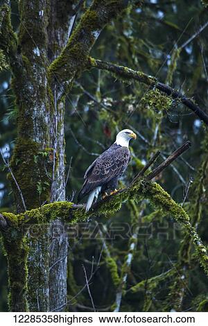 Bald Eagle perched in a tree, Skagit River Valley, Washington state, USA View Large Photo Image Stock Photograph - Bald Eagle perched in a tree, Skagit River Valley, Washington state, USA. Fotosearch