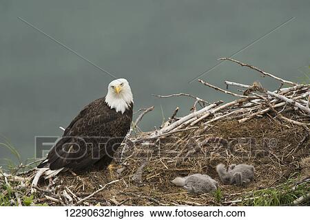 Stock Photograph - Bald eagle with a pair of chicks in nest, Kukak Bay, Katmai National Park & Preserve.. Fotosearch