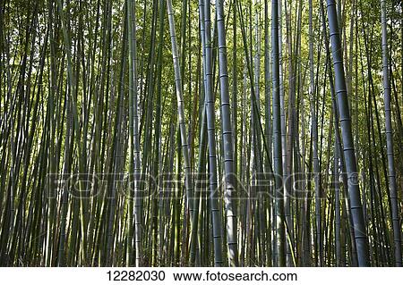 Stock Image - Bamboo forest; Kyoto, Japan. Fotosearch