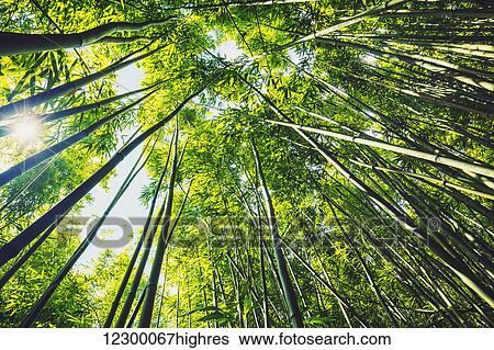 Stock Photograph - Bamboo forest with morning sunlight. Fotosearch