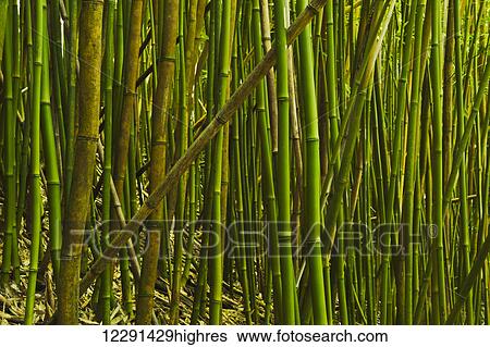 Stock Photograph - Bamboo grove in Haleakala National Park; Maui, Hawaii, United States of America. Fotosearch