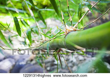 Bamboo stalk; Granada View Large Photo Image Stock Photograph - Bamboo stalk; Granada. Fotosearch