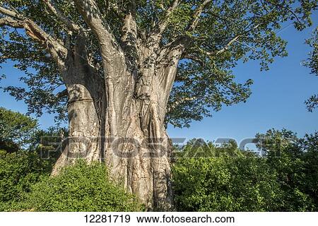 Baobab Tree (Adansonia), Kruger National Park; South Africa View Large Photo Image Stock Photo - Baobab Tree (Adansonia), Kruger National Park; South Africa. Fotosearch