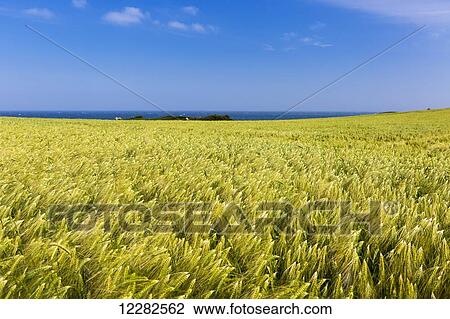 Barley field with blue sky and the sea in the distance; Brittany, France View Large Photo Image Stock Image - Barley field with blue sky and the sea in the distance; Brittany, France. Fotosearch