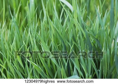 Barley growing like grass in summer in Palmer, Southcentral Alaska. View Large Photo Image Stock Photograph - Barley growing like grass in summer in Palmer, Southcentral Alaska.. Fotosearch