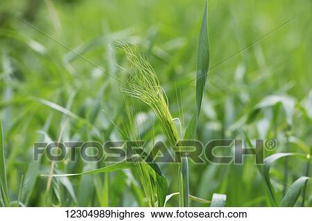 Stock Photograph - Barley growing like grass in summer in Palmer, Southcentral Alaska.. Fotosearch