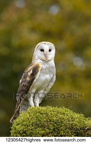 Barn owl (Tyto alba) portrait; Saint-Lazare, Quebec, Canada View Large Photo Image Stock Photograph - Barn owl (Tyto alba) portrait; Saint-Lazare, Quebec, Canada. Fotosearch