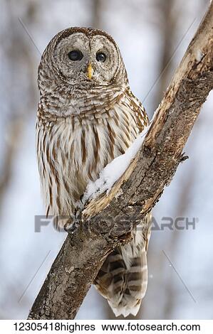 Stock Photograph - Barred owl (Strix varia); Boucherville, Quebec, Canada. Fotosearch