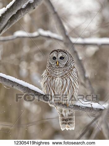 Stock Photograph - Barred owl (Strix varia); Boucherville, Quebec, Canada. Fotosearch