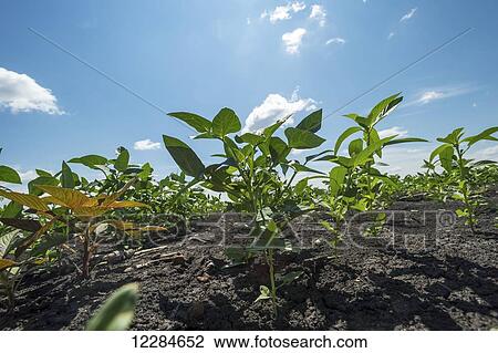 Stock Image - Bean plants growing in a field, Chobe National Park; Kasane, Botswana. Fotosearch