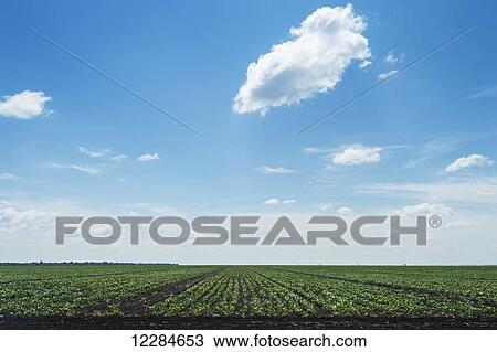 Bean plants growing in a field, Chobe National Park; Kasane, Botswana View Large Photo Image Stock Image - Bean plants growing in a field, Chobe National Park; Kasane, Botswana. Fotosearch
