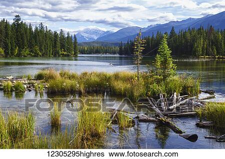 Stock Photograph - Beauvert Lake, Jasper National Park; Jasper, Alberta, Canada. Fotosearch