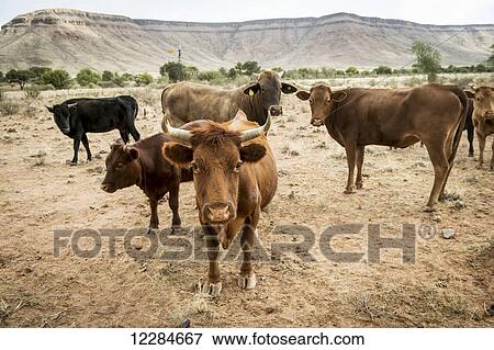 Beef cattle in a field; Namibia View Large Photo Image Stock Photo - Beef cattle in a field; Namibia. Fotosearch