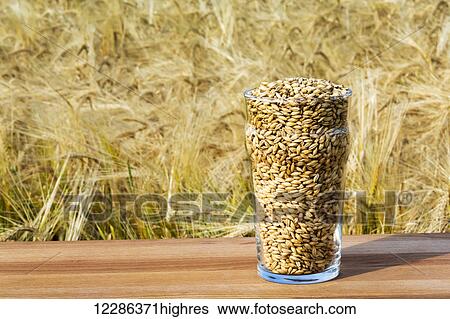 Stock Photograph - Beer glass full of barley grains on a wooden board in a ripe golden barley field; Alberta, Canada. Fotosearch
