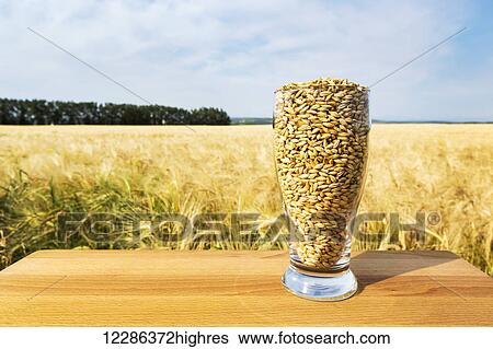 Stock Photograph - Beer glass full of barley grains on a wooden board in a ripe golden barley field with blue sky and cloud; Alberta, Canada. Fotosearch