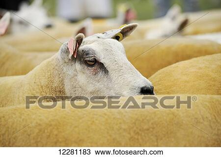 Beltex sheep being showed at an agricultural show; United Kingdom View Large Photo Image Stock Image - Beltex sheep being showed at an agricultural show; United Kingdom. Fotosearch