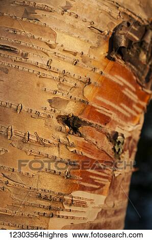 Stock Photograph - Birch bark for years was used to make everything from toys to vessels; United States of America. Fotosearch