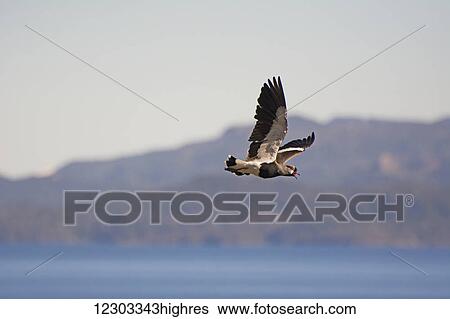 Bird flying over a mountain lake; Bariloche, Argentina View Large Photo Image Stock Photograph - Bird flying over a mountain lake; Bariloche, Argentina. Fotosearch